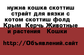 нужна кошка скоттиш страйт для вязки с котом скоттиш фолд  - Крым, Керчь Животные и растения » Кошки   